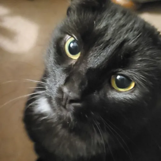 creator Talkie 1171594's avatar