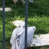 creator secret blue sky's avatar