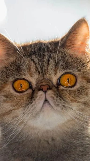 ai character: funny cat background