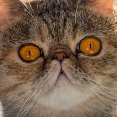 chat with ai character: funny cat