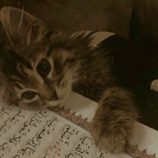 creator Siraj Shah's avatar