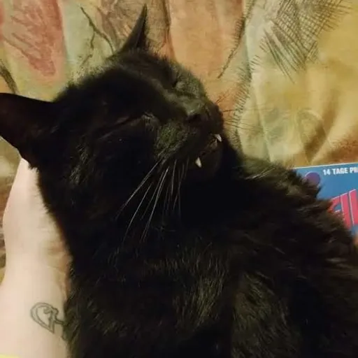 creator 🥔~Chips~🥔's avatar