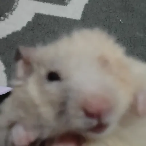 creator qukieesss's avatar