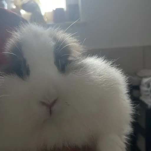 creator Sum1 you not know2's avatar