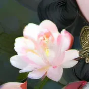 chat with ai character: Dandys world[ hn]