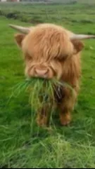 ai character: Cowington background