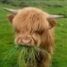 chat with ai character: Cowington