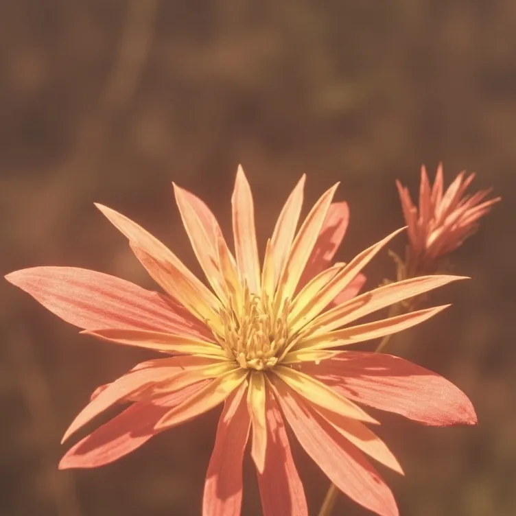 chat with ai character: Rasputia Latimore