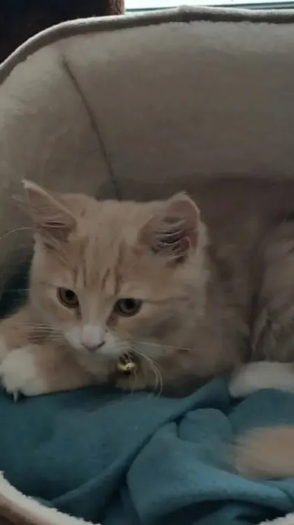 ai character: Random :)  background