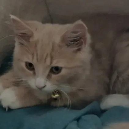 chat with ai character: Random :) 