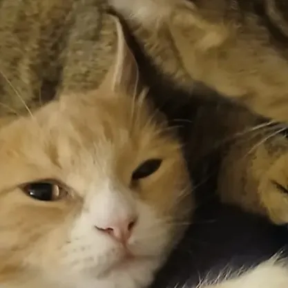 chat with ai character: Ava