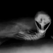 chat with ai character: Fleshbed