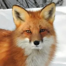 chat with ai character: bud