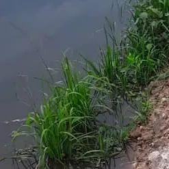 chat with ai character: zeno