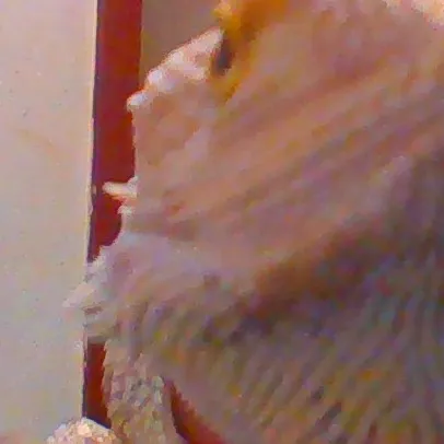 chat with ai character: lulu