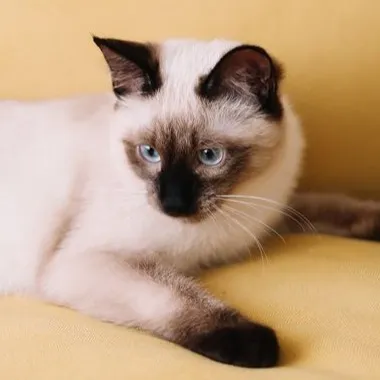 chat with ai character: Soy