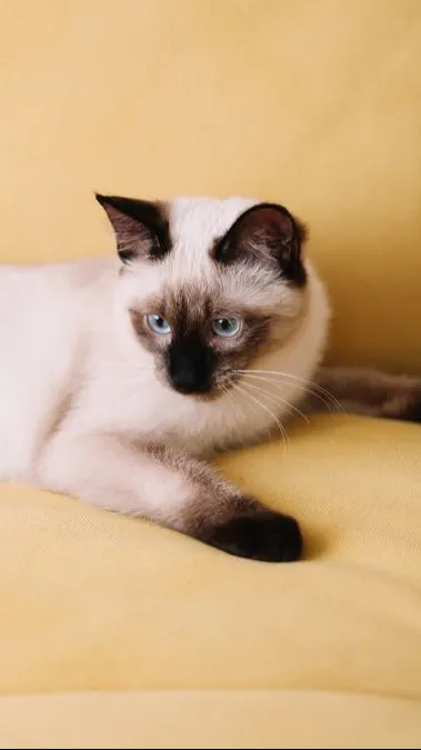 ai character: Soy background