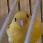 chat with ai character: borb