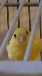 ai character: borb background