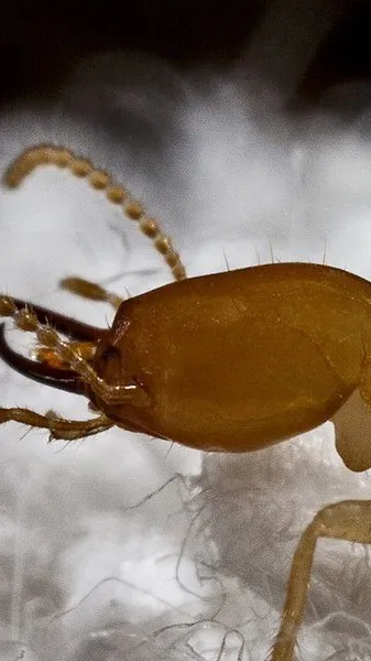 ai character: Termites colony 😎 background