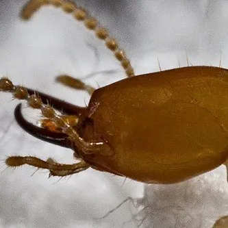 chat with ai character: Termites colony 😎