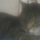 chat with ai character: donglas