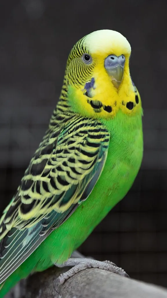 ai character: Kesha background