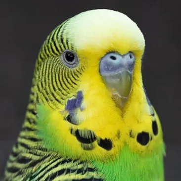 chat with ai character: Kesha