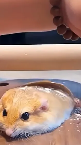 ai character: your a hamster background