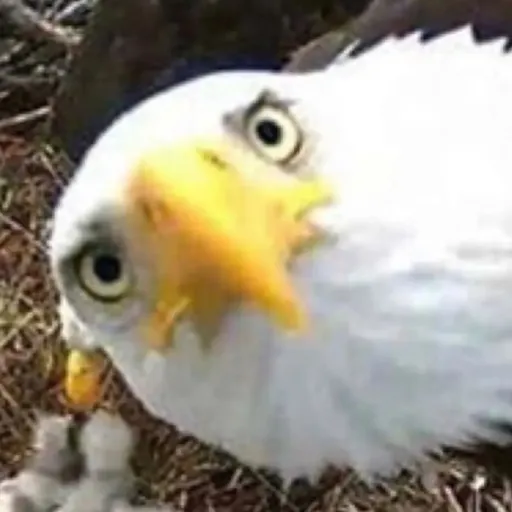 creator ⭐Ava_Star⭐'s avatar