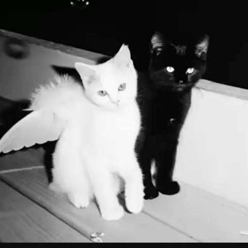 creator CansesPany-Fox🎧🎀🩵🖤's avatar