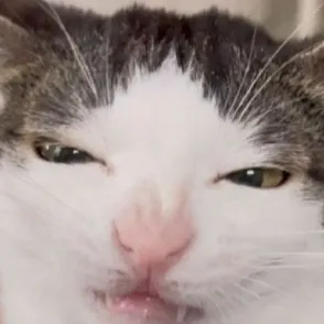 chat with ai character: cartttttttttUh