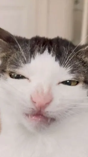 ai character: cartttttttttUh background