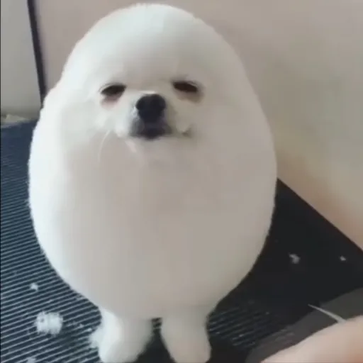 creator ROLLER_BIG_PIG_BOS's avatar