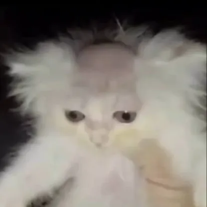 chat with ai character: Bagel and owner