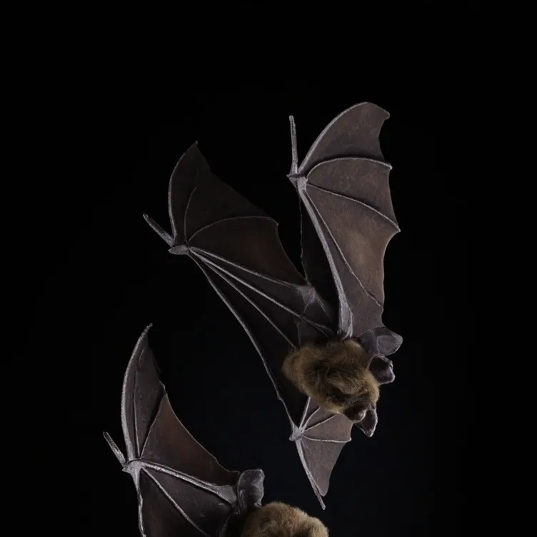 chat with ai character: Flame x sky 