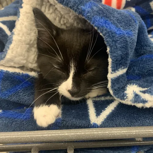 creator Anime fanatic's avatar