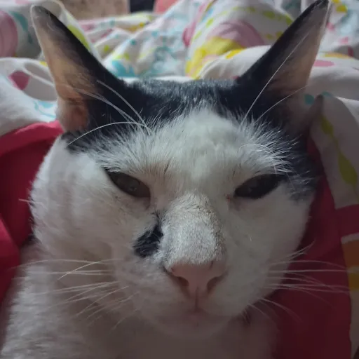 creator ✨️mizzi rat✨️'s avatar