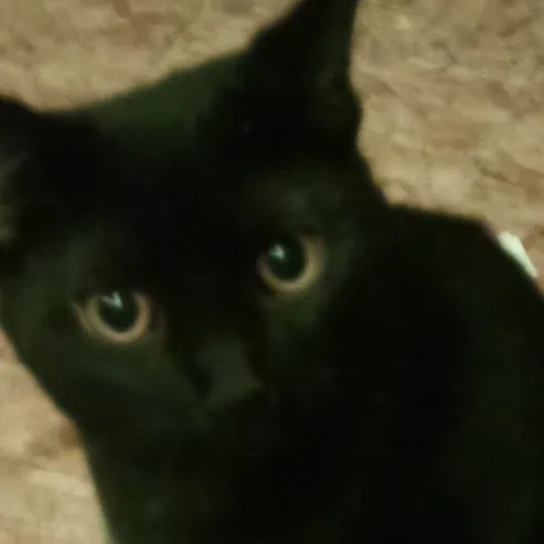 creator Arianna♡'s avatar