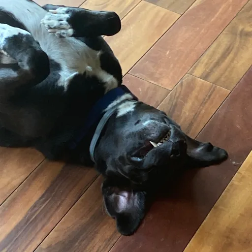 talkie's author avatar