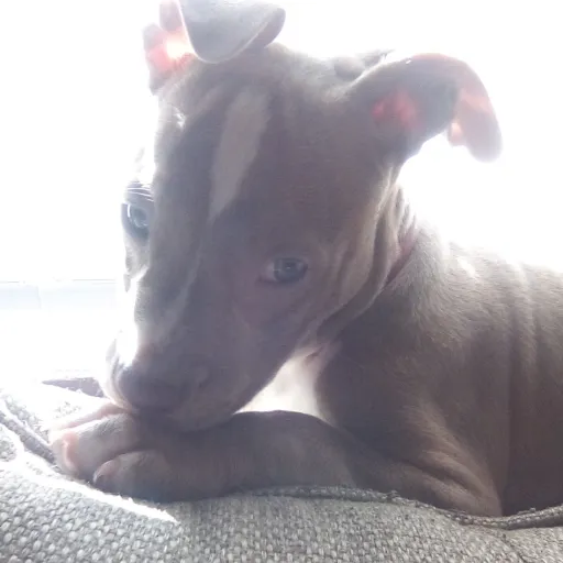 talkie's author avatar