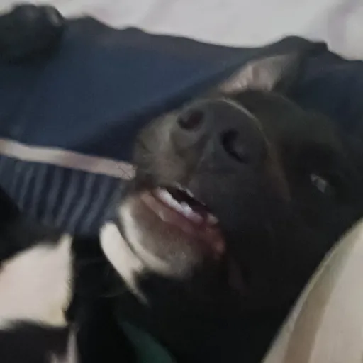 creator Jaden Payne's avatar