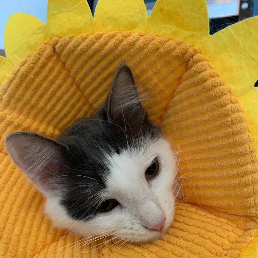 creator WarmFuzzies's avatar