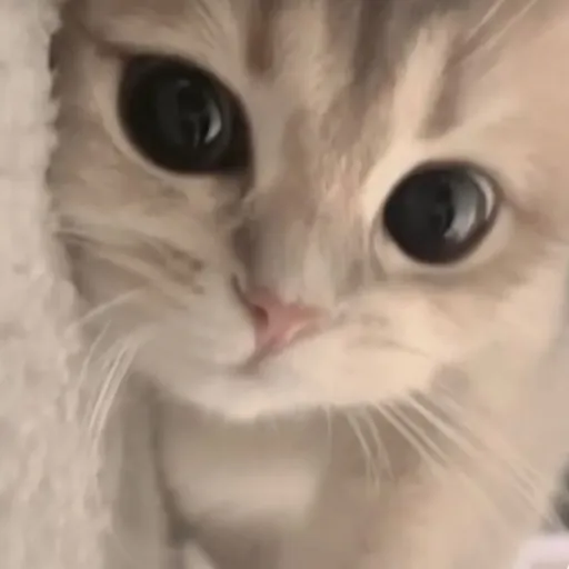 creator ☆`~Lily~`☆'s avatar