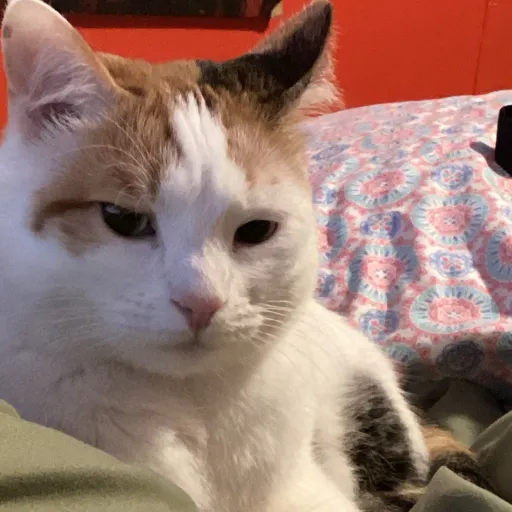 creator Kittyyyyy means's avatar