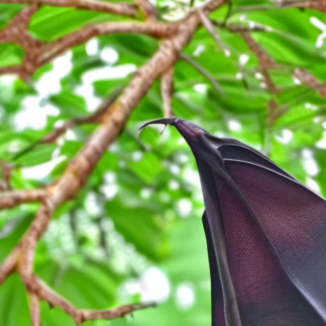 chat with ai character: Mango