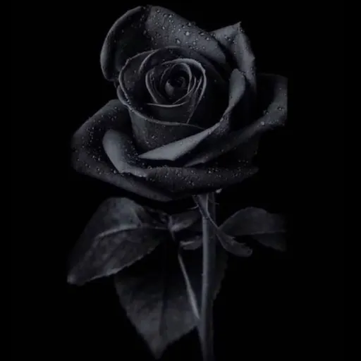 creator sally face:)'s avatar