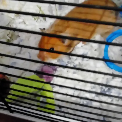 creator Alyce's avatar