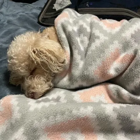 creator Cho123's avatar