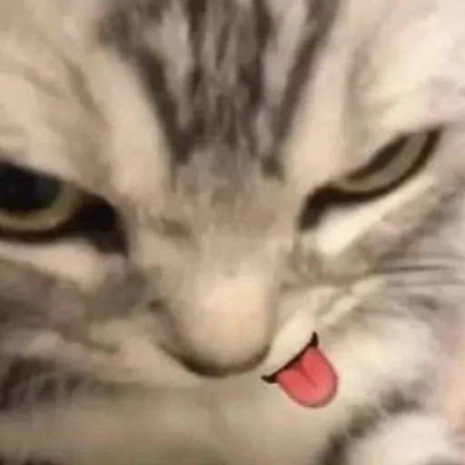 creator ~MARS SAD CATS~'s avatar